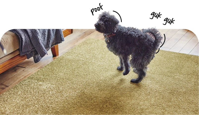 Pet Friendly Carpet Tiles